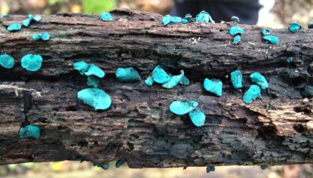 Pigmen dari Sejenis Jamur Bisa Digunakan Sebagai Semikonduktor