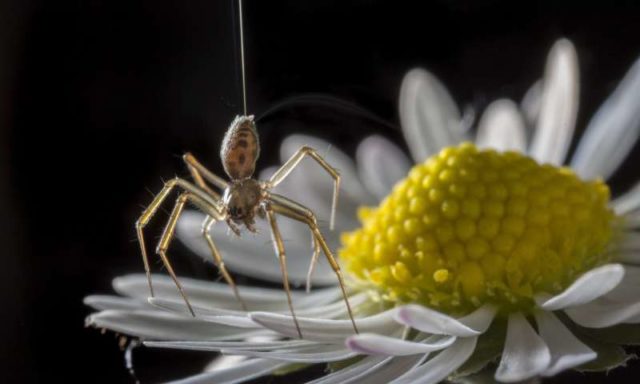 Laba-laba dapat Terbang di Bawah Pengaruh Medan Listrik