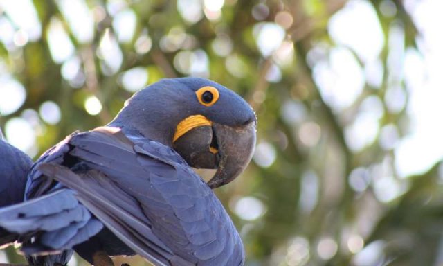 Mengungkap Rahasia Kecerdasan Burung Beo