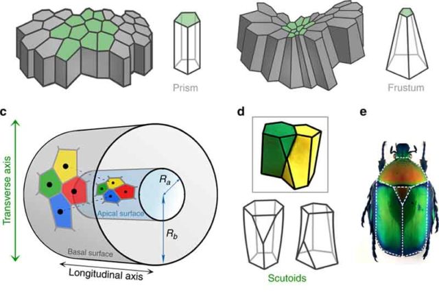 Studi mengungkapkan bentuk geometris baru yang digunakan oleh alam untuk mengemas sel secara efisien