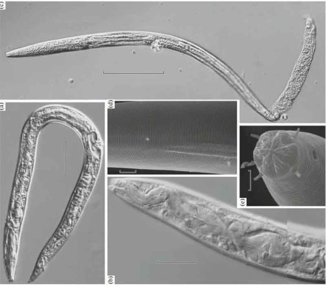 40000 tahun terkubur, nematoda akhirnya terbangun lagi