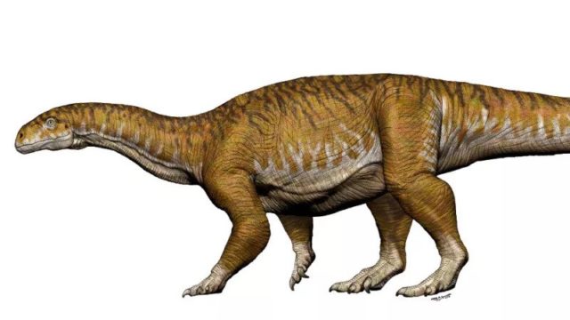Fosil dinosaurus raksasa pertama ditemukan di Argentina