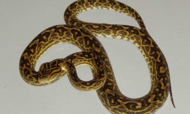 Melacak Misteri Racun Ular Habu Okinawa