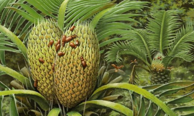 Kumbang berusia 99 juta tahun yang terperangkap dalam ambar