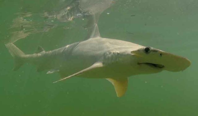 Bonnethead, hiu yang gemar memakan rumput laut