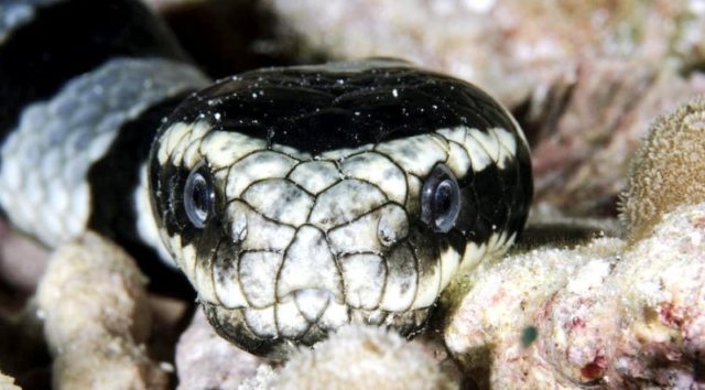 Ular laut terbiasa menahan haus