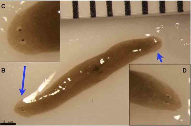 Dikirim ke angkasa, cacing ini kepalanya bisa tumbuh menjadi dua