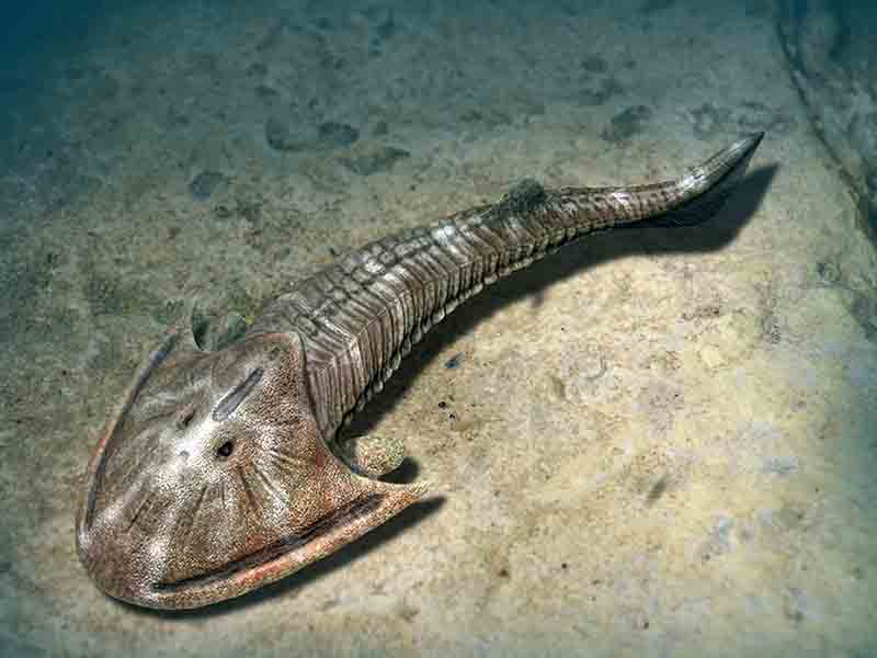 Cephalaspis