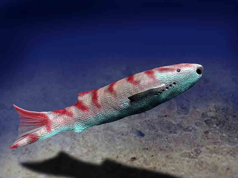 Phlebolepis
