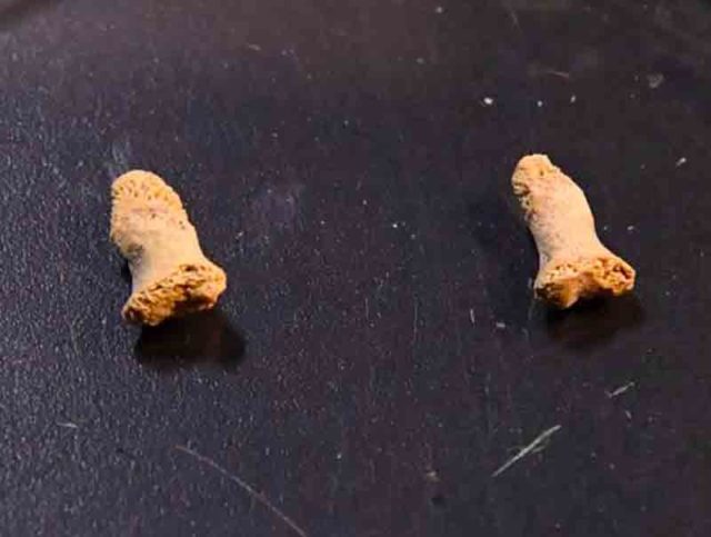 Fosil menunjukkan seorang anak dilahap burung berukuran besar