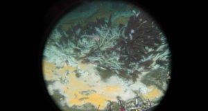 Ditemukan mikroba laut yang melahap hidrokarbon dan mungkin tumpahan minyak juga