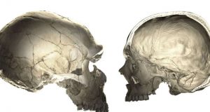 Gen-gen neanderthal menjelaskan aspek-aspek unik dari otak manusia modern