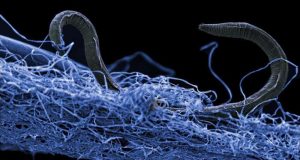 15-23 miliar ton karbon, jumlah kehidupan di bawah permukaan