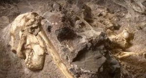 Manusia belajar berjalan tegak di pepohonan, kerangka Afrika Selatan menunjukkan