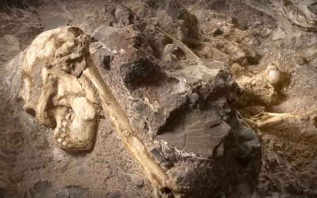 Manusia belajar berjalan tegak di pepohonan, kerangka Afrika Selatan menunjukkan