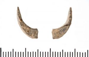 Kail ikan tertua dari sekitar Indonesia dan kemajuan maritim awal