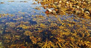 Bioplastik rumput laut tanpa memerlukan lahan tanah dan air