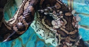 Ular sanca karpet dipenuhi kutu pengisap darah