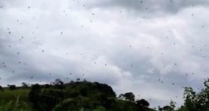 Hujan laba-laba menghiasi langit di Brasil