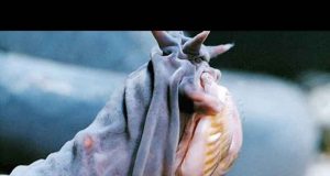 Hagfish, dan lendirnya yang menakjubkan