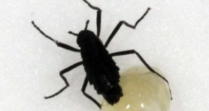 Serangga Antartika melindungi telurnya dengan ‘antibeku’