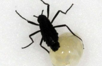 Serangga Antartika melindungi telurnya dengan ‘antibeku’