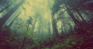 Penyerap karbon daratan terbesar ditemukan di hutan yang usianya muda