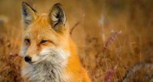 Rubah dijinakkan manusia di Zaman Perunggu