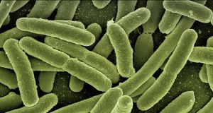 Bakteri : mengorbankan diri untuk bertahan dari antibiotik