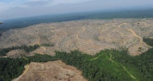 Penggundulan hutan di Indonesia bukan karena sawit semata