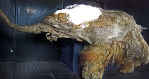 Para ilmuan telah menghidupkan kembali bagian sel dari mamut berusia 28.000 tahun