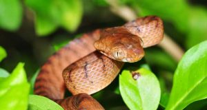 Spesies asing adalah penyebab utama kepunahan global baru-baru ini: studi