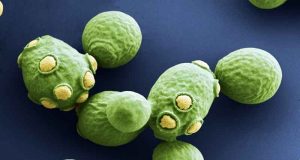 Jamur yang biasanya ditemukan pada kulit mungkin berperan dalam penyakit Crohn