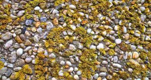 Mengubah ganggang menjadi bahan bakar