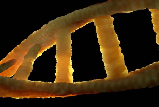 Kontroversial, menambahkan gen manusia ke dalam genom monyet oleh para ilmuwan di Cina