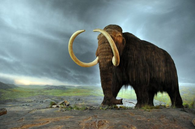 Neanderthal dan mamut berbulu mungkin memiliki sifat genetik yang sama