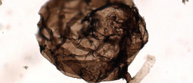 Ditemukan Fosil Jamur Berusia 1 Miliar Tahun, Tertua di Bumi