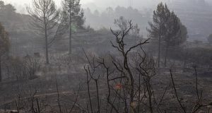 Tumpukan Pupuk Membakar Hutan di Spanyol Akibat Gelombang Panas yang Melanda