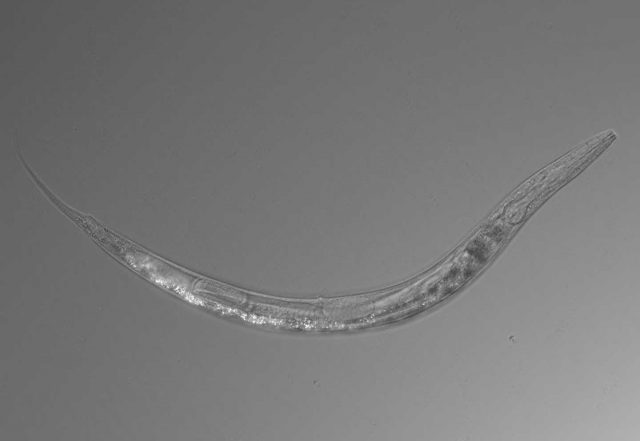 Ditemukan Cacing Dengan Tiga Jenis Kelamin Berbeda di Sebuah Danau Ekstrem