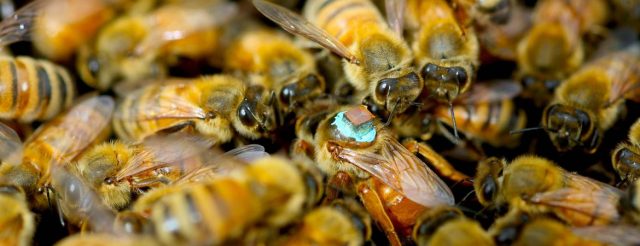 Lebah Madu Jantan Menyuntikkan Ratu dengan Racun Saat Perkawinan