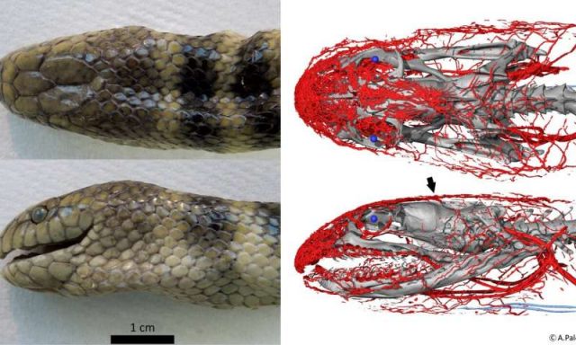 Ular Laut Ini Bernafas Menggunakan Kepalanya
