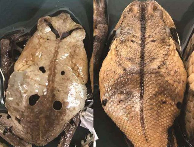 Katak Menyamar Ular Mematikan Agar Terhindar dari Predator