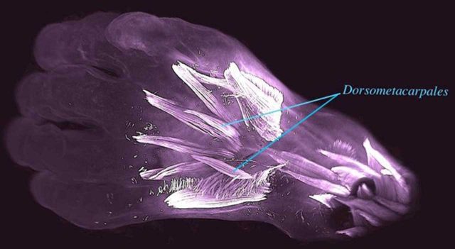 Embrio Manusia Memiliki Otot Tangan Seperti Reptil