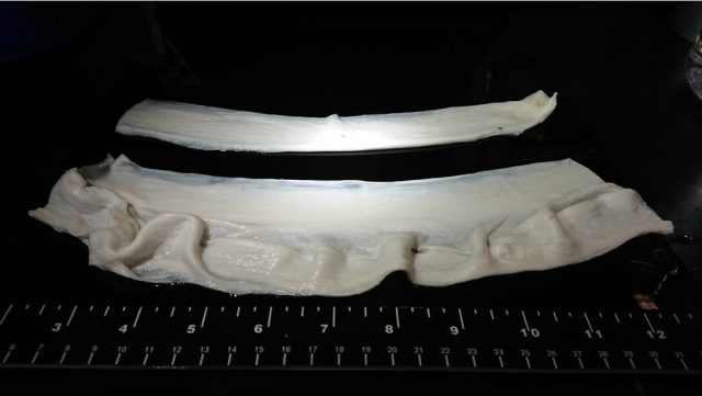 Daging Buatan dengan Tekstur Asli Berhasil Ditumbuhkan di Lab