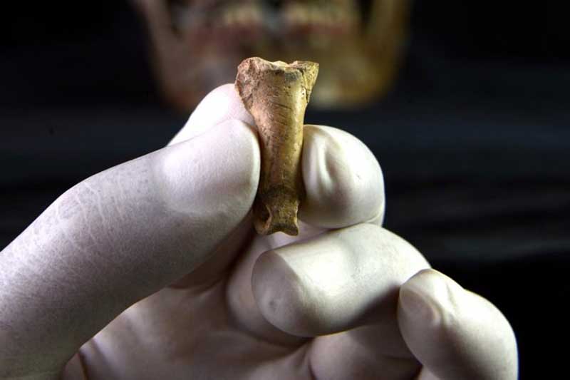 9900 Gambar Cakar Unggas Gratis Terbaru