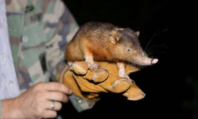 Mengungkap Gigitan Beracun Mamalia yang Selamat dari Hantaman Asteroid