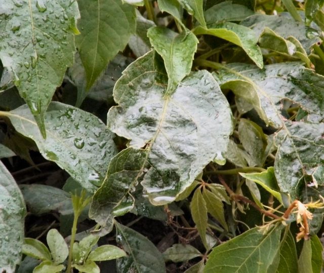 Saat Tertekan Tanaman pun Bisa Menjerit