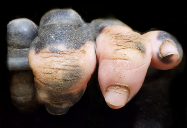 Mengapa Manusia Tidak Berbulu Lebat Seperti Primata Lainnya ?