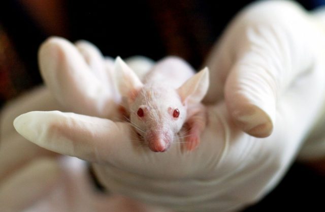 Seminggu Dalam Kegelapan, Tikus Mengembangkan Kemampuan Pendengaran Super