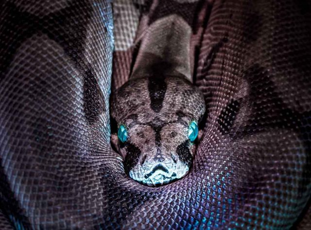 Kelenjar Penghasil Bisa Ular Buatan Berhasil Ditumbuhkan di Lab